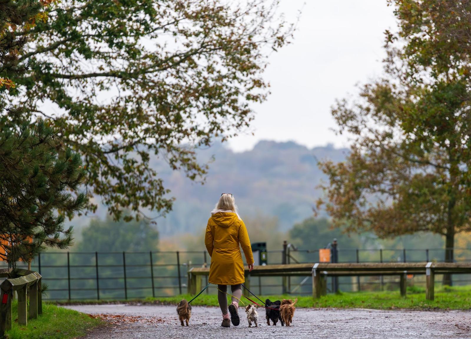 Autumn Stroll in Sheffield Park with Dogs